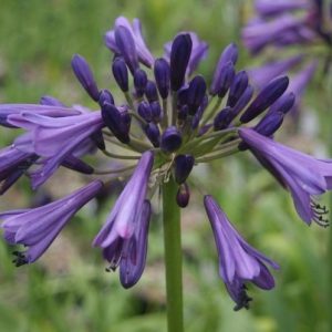 Agapanthus Black Magic