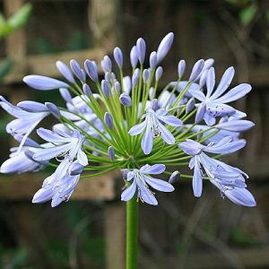 Agapanthus Blue Formality