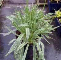 Agapanthus Blue Horizons PVR