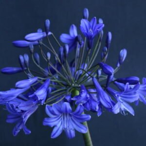 Agapanthus Buckingham Palace