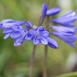 Agapanthus campanulatus subsp. patens