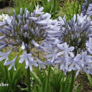 Agapanthus Eggesford Sky