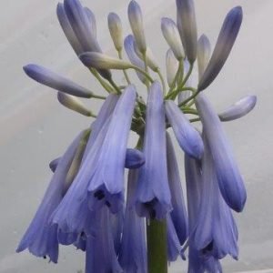 Agapanthus inapertus Ice Cascade