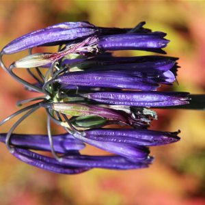 Agapanthus inapertus pendulus