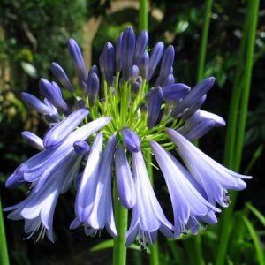 Agapanthus inapertus Jonie