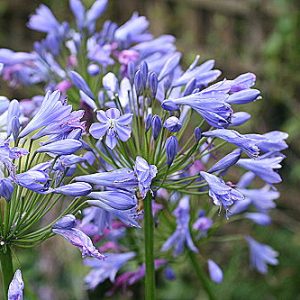 Agapanthus Magnifico