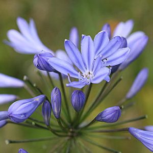 Agapanthus Mount Stewart