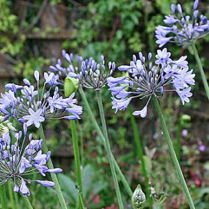 Agapanthus Porcelain