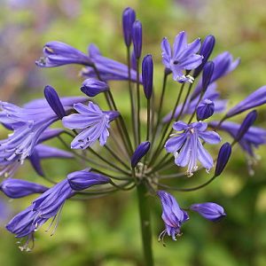 Agapanthus praecox