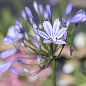 Agapanthus Rhone