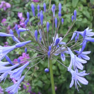 Agapanthus Skyscraper (PBR)