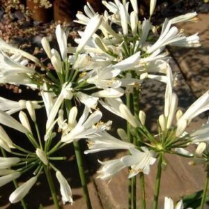 Agapanthus Plas Merdyn White