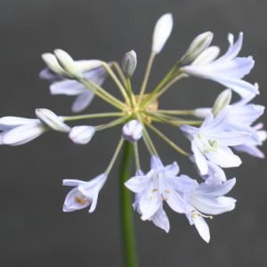 Agapanthus Wedgewood Blue