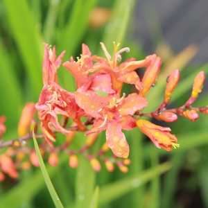 Crocosmia Ellenbank Skylark
