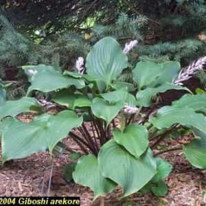 Hosta One Man's Treasure
