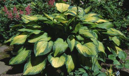 Hosta Paul's Glory