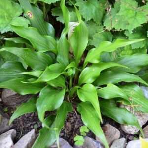 Hosta Tongue Twister